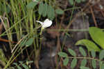 Florida hoarypea